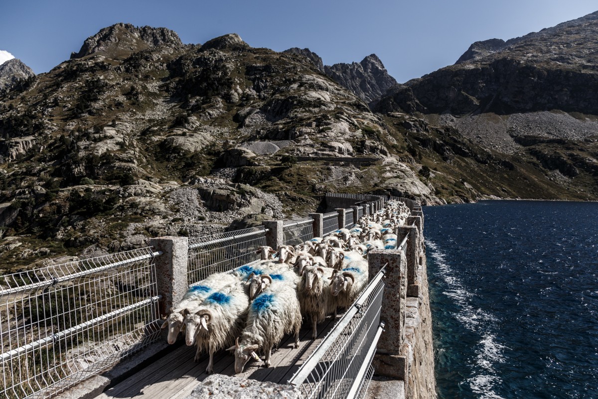 Schafsherde auf der Staumauer des Lac d'Artouste