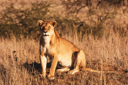 Löwen im Serengeti National Park