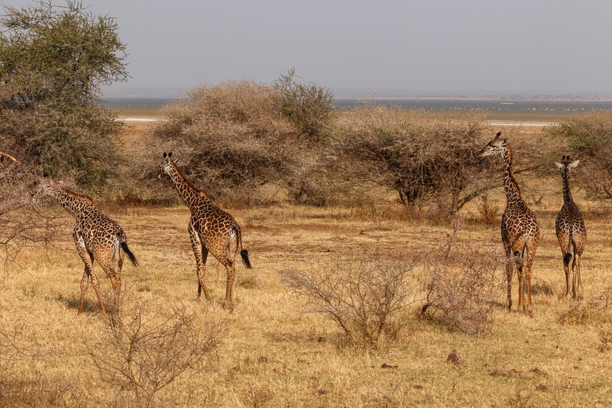 Giraffen im Lake Manyara National Park