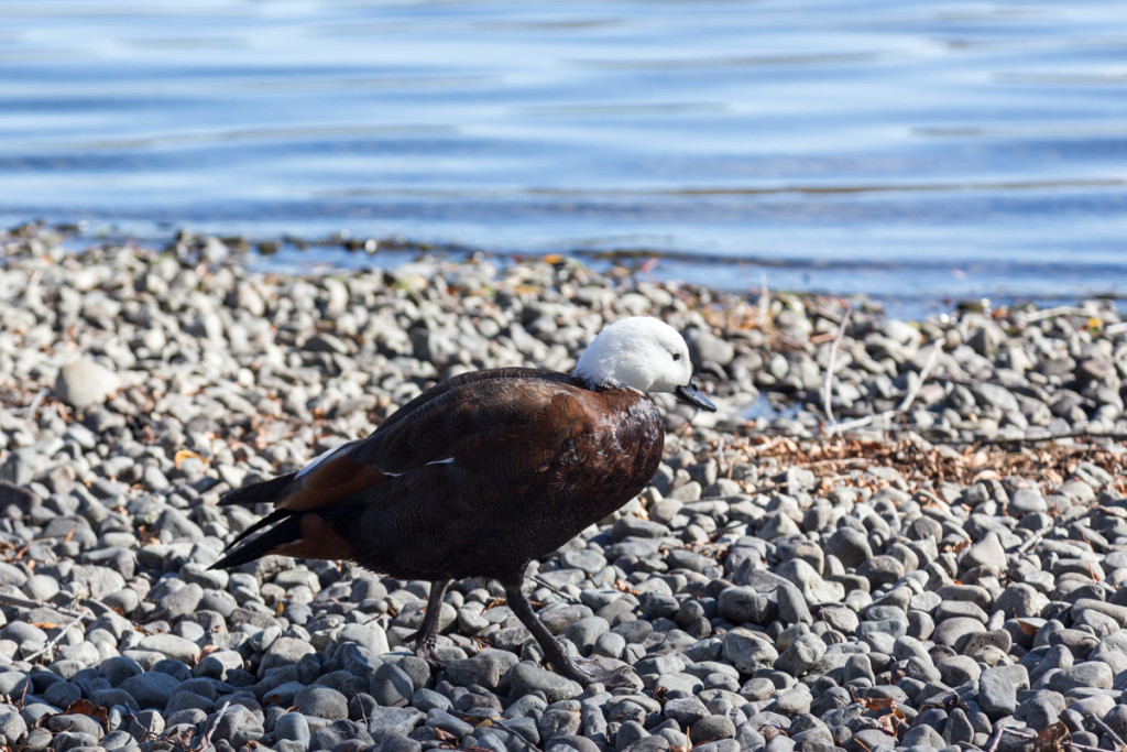 Am Lake Alexandrina